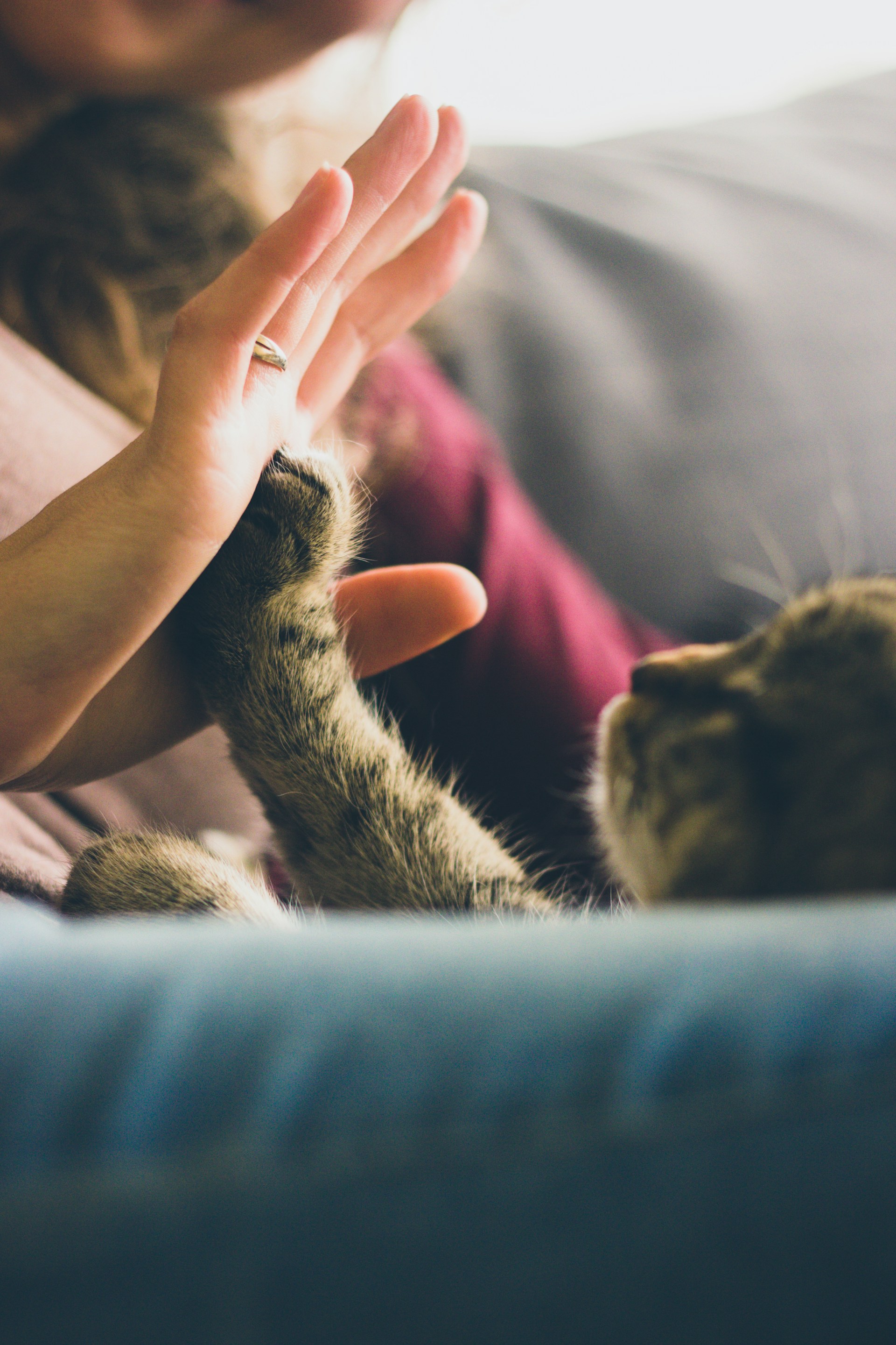 cat hand